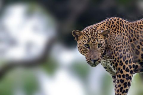 Parc national de Wilpattu : Expérience de safari en léopard