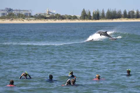 Bunbury: Swim with Dolphins Tour