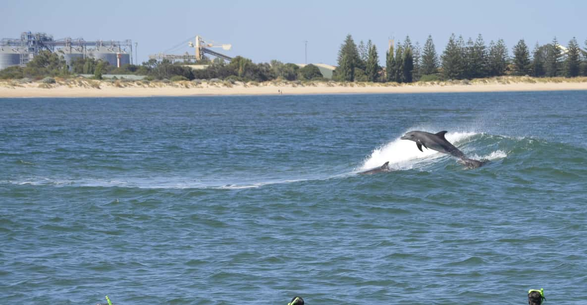 Bunbury: Swim with Dolphins Tour | GetYourGuide