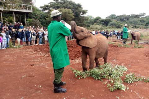 Nairobi: tour all inclusive dell'orfanotrofio degli elefanti privato Private