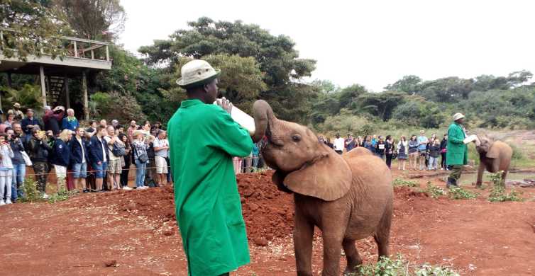 Nairobi Private Elephant Orphanage All Inclusive Tour GetYourGuide