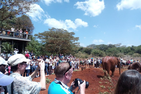 Nairobi: Privat rundtur på elefantbarnhemTur till David Sheldrick Wildlife Trusts barnhem