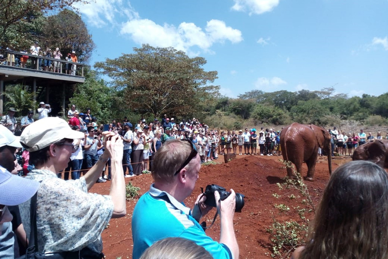 Nairobi: Privat rundtur på elefantbarnhemTur till David Sheldrick Wildlife Trusts barnhem