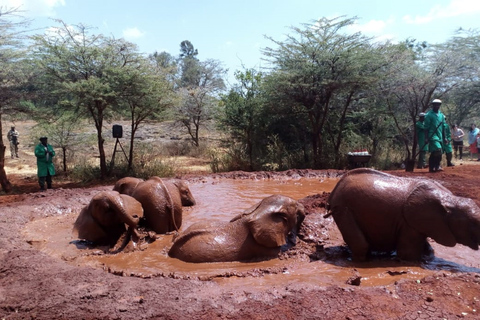 Nairobi: Privat rundtur på elefantbarnhemTur till David Sheldrick Wildlife Trusts barnhem