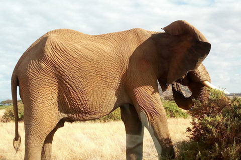 Nairobi: Privat rundtur på elefantbarnhemTur till David Sheldrick Wildlife Trusts barnhem