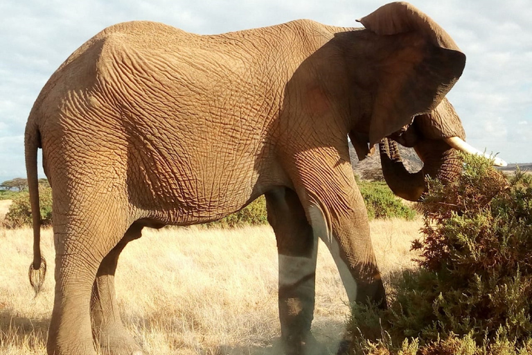 Nairobi: Privat rundtur på elefantbarnhemTur till David Sheldrick Wildlife Trusts barnhem