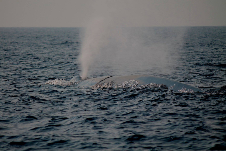 Mirissa : observation des baleines le matin