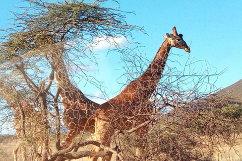 Excursión de un día al Parque Nacional de Nairobi, elefantes, jirafas y Bomas