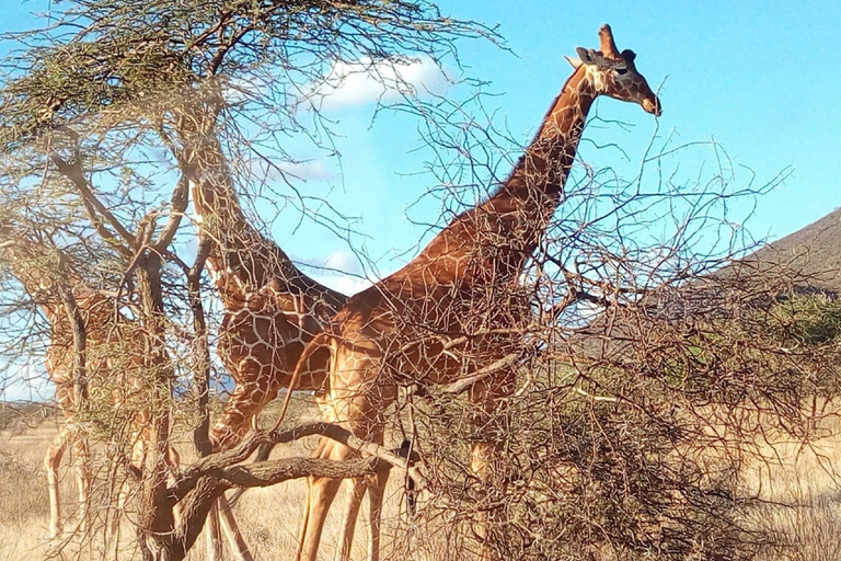 Excursión de un día al Parque Nacional de Nairobi, elefantes, jirafas y Bomas