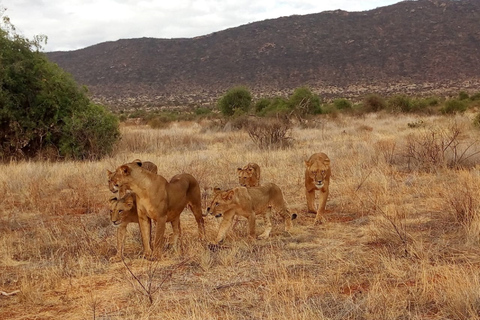 Parque Nacional de Nairóbi, elefantes, girafas e viagem de um dia a Bomas