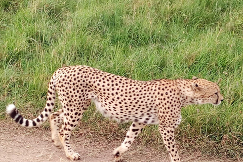 Nationaal park Nairobi, dagtochten olifanten, giraffen en Bomas