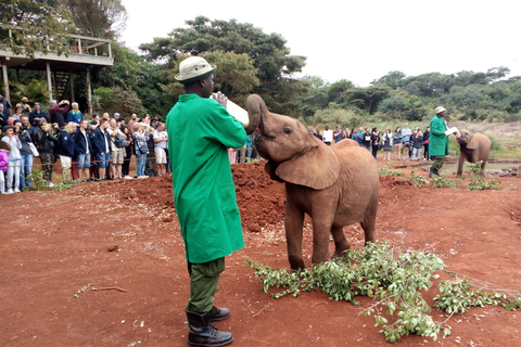 Nationaal park Nairobi, dagtochten olifanten, giraffen en Bomas