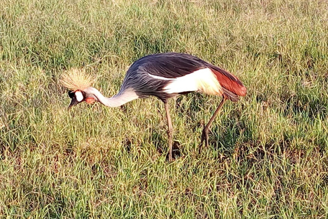 Nairobi National Park, Elefanten, Giraffen und Bomas Tagesausflug