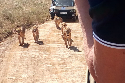 Nationaal park Nairobi, dagtochten olifanten, giraffen en Bomas