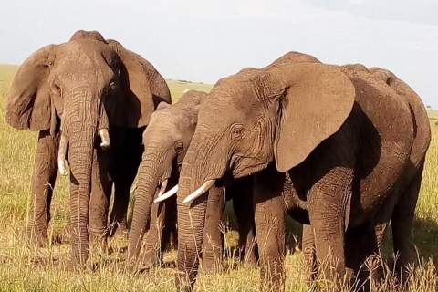 Excursion d'une journée au parc national de Nairobi, aux éléphants, aux girafes et aux bomas
