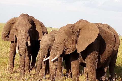 Nairobis nationalpark, elefanter, giraffer och Bomas-dagsturNairobi nationalpark, elefanter, giraffer och Bomas dagsutflykt