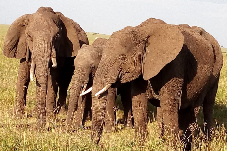 Nairobis nationalpark, elefanter, giraffer och Bomas-dagsturNairobi nationalpark, elefanter, giraffer och Bomas dagsutflykt