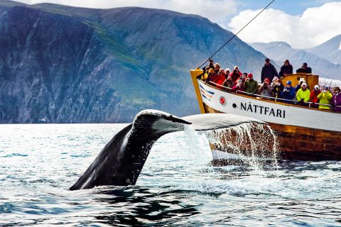 Húsavík: Whale Watching Tour with Guide