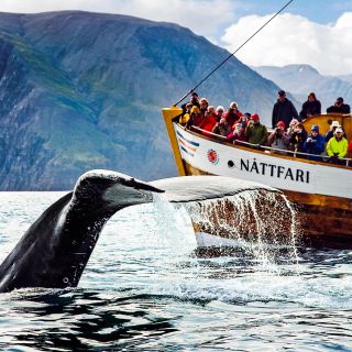 Húsavík: tour con avvistamento balene e guida