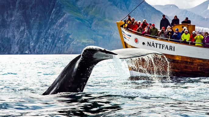 húsavík 3hour original whale watching tour