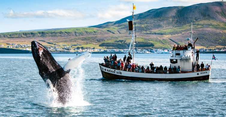 From Húsavík: Whale Watching Tour with Guide | GetYourGuide