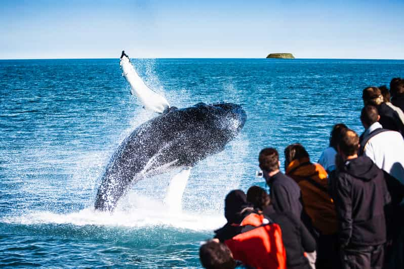 Húsavík : Observation Des Baleines Avec Guide | GetYourGuide