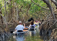 St Petersburg, Shell Key Nature Preserve Clear Kayak Tour - Housity