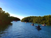 St Petersburg, Shell Key Nature Preserve Clear Kayak Tour - Housity