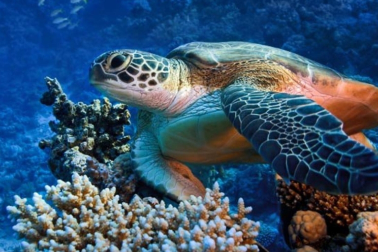 Marsa Alam: boottocht snorkelen met zeeschildpadden & lunch