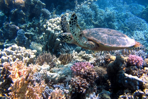 Marsa Alam: viaje en barco Snorkel con tortugas marinas y almuerzo