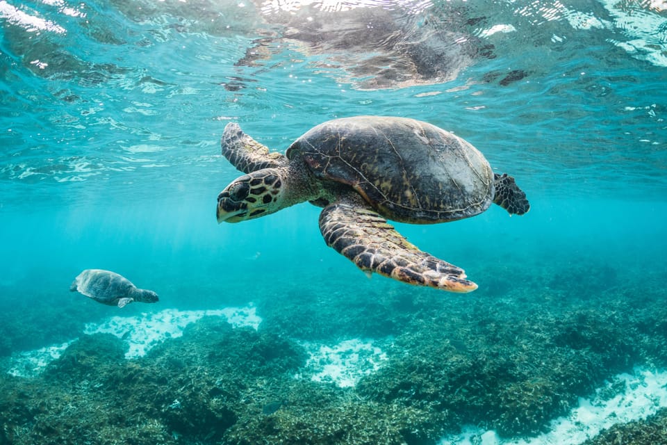 Marsa Alam Excursion en bateau avec plongée en apnée avec les tortues