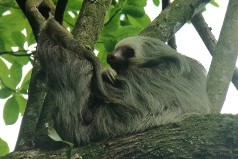 La Fortuna: Sloth Watching Tour