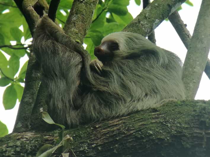 La Fortuna: Sloth Watching Tour | GetYourGuide