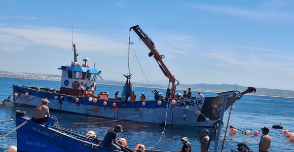 "La Levantá" Bluefin Tuna Route at the Conil Trap