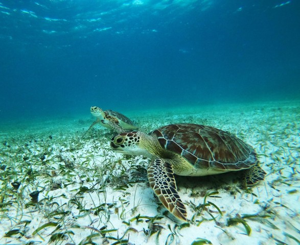 Visit Snorkel Tour searching for turtles at Mahahual reef lagoon in Costa Maya