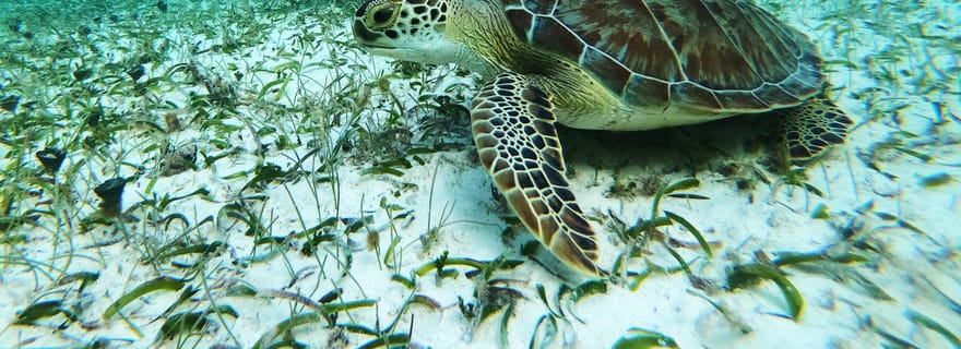 Mahahual : Excursion avec masque et tuba dans le Reef Lagoon