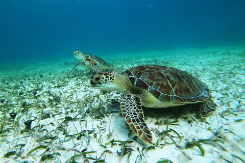 Snorkeltur: leta efter sköldpaddor vid Mahahual revlagunSnorkeltur: letar efter sköldpaddor vid Mahahuals revlagun