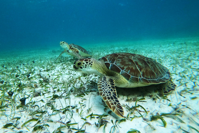 Snorkeltour: zoeken naar schildpadden bij de Mahahual-riflaguneSnorkeltour: schildpadden zoeken bij de Mahahual-riflagune