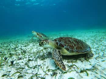 Mahahual: Passeio de Snorkel na Lagoa dos Recifes