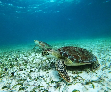 Mahahual: Passeio de Snorkel na Lagoa dos Recifes