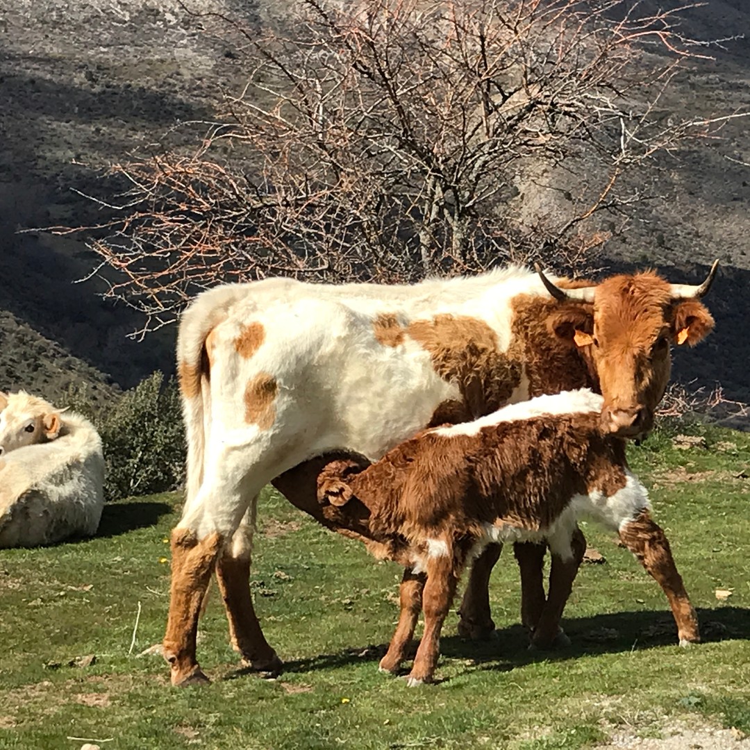 Galería de fotos para redes