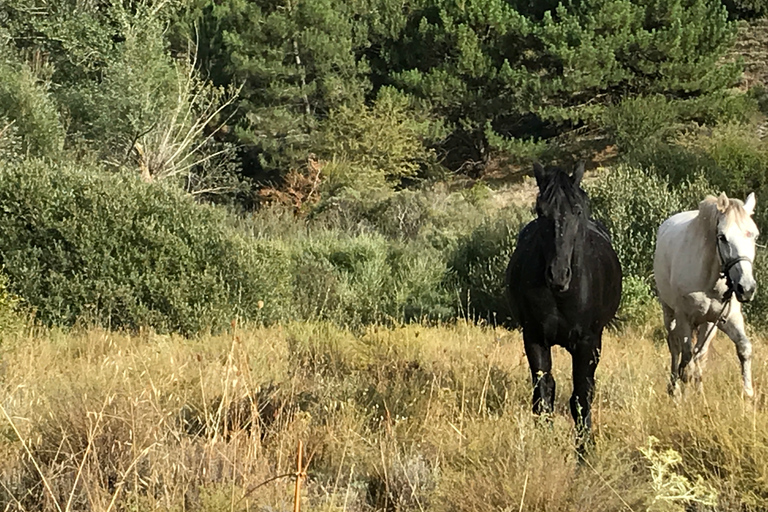 Sierra Nevada : visite guidée en petit groupe en e-bike