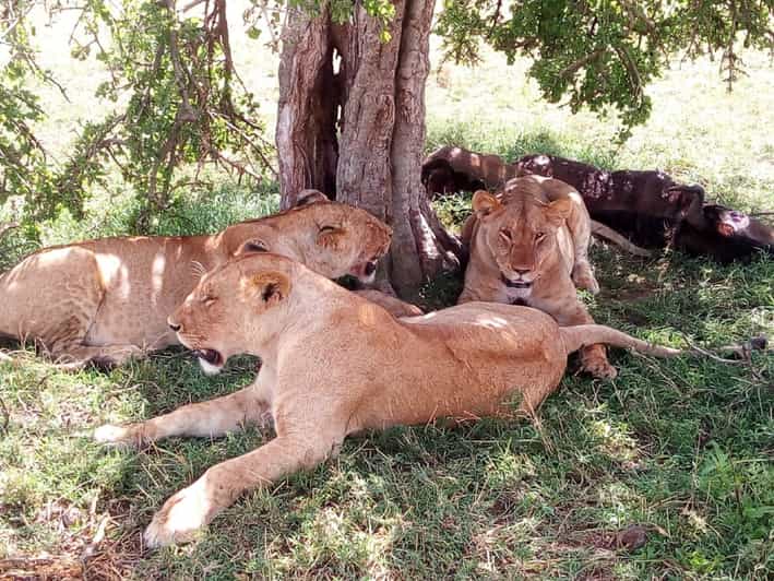 Tour di un'intera giornata di Ol Pejeta Conservancy da Nairobi