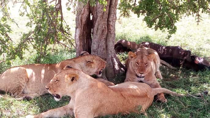 ol pejeta conservancy full day tour de nairobi