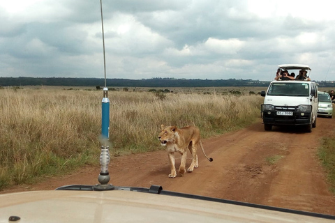 Ol Pejeta Conservancy Ganztagestour von Nairobi aus