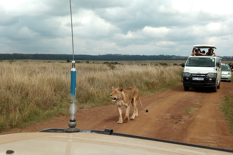 Excursion d'une journée complète au Conservatoire Ol Pejeta au départ de Nairobi