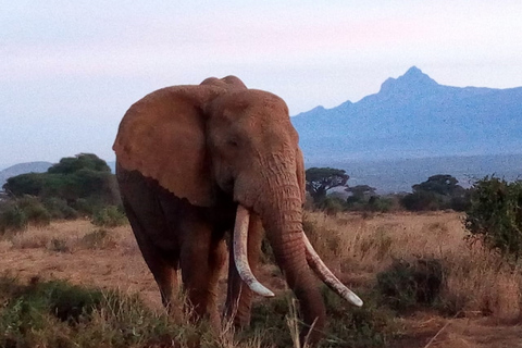 Ol Pejeta Conservancy heldagstur från Nairobi