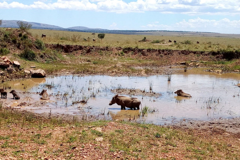 Excursion d'une journée complète au Conservatoire Ol Pejeta au départ de Nairobi