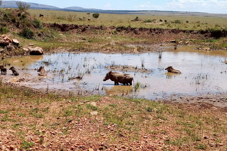 Ol Pejeta Conservancy heldagstur från Nairobi