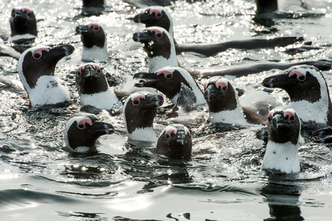 Kaapstad: zeedierenexcursie vanaf het V&A WaterfrontKaapstad: zeedierenexcursie in de baai zonder vervoer